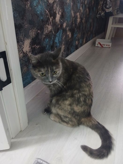 Отдам кошку в добрые руки!