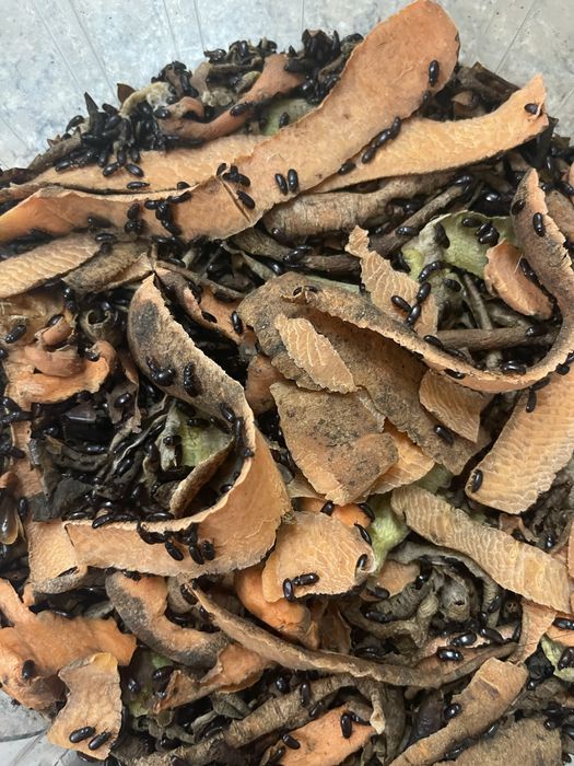 Продам жук знахарь