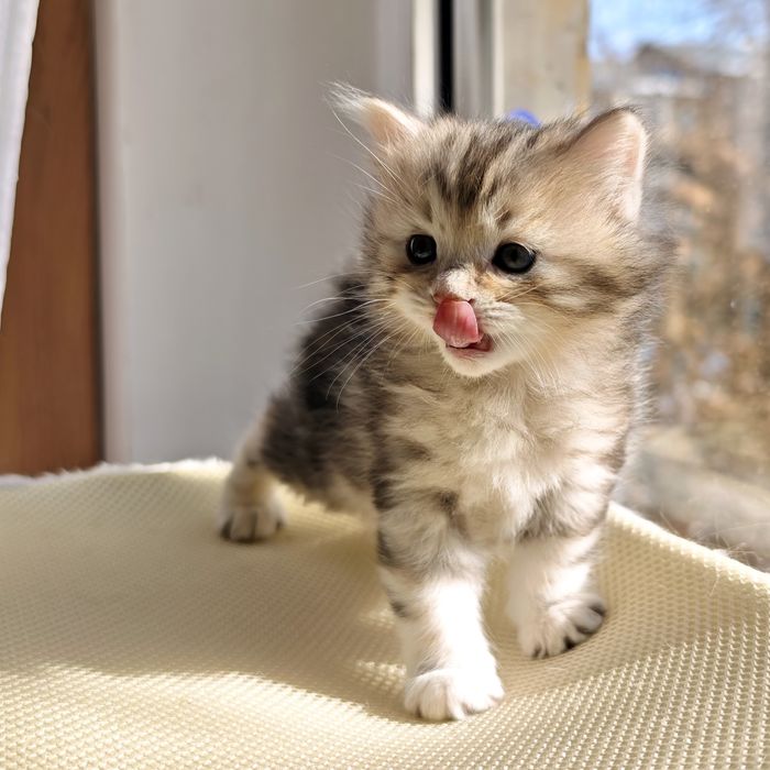 Котик Курильский бобтейл