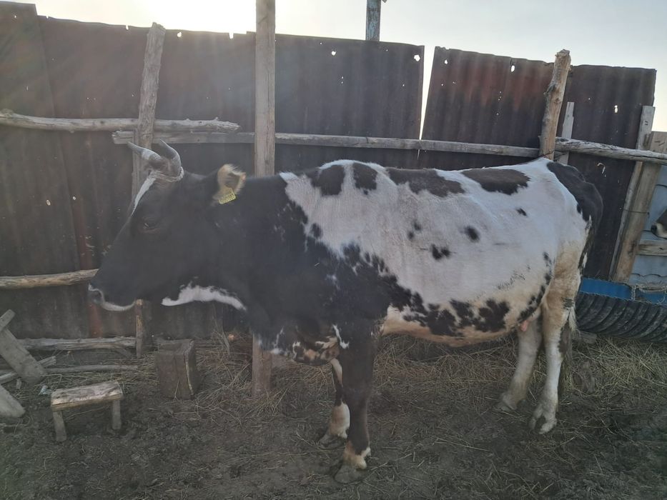 Алатау сүтті сиыры