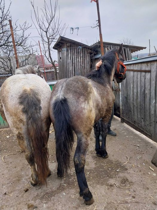 Manz de 1 an ,bland!