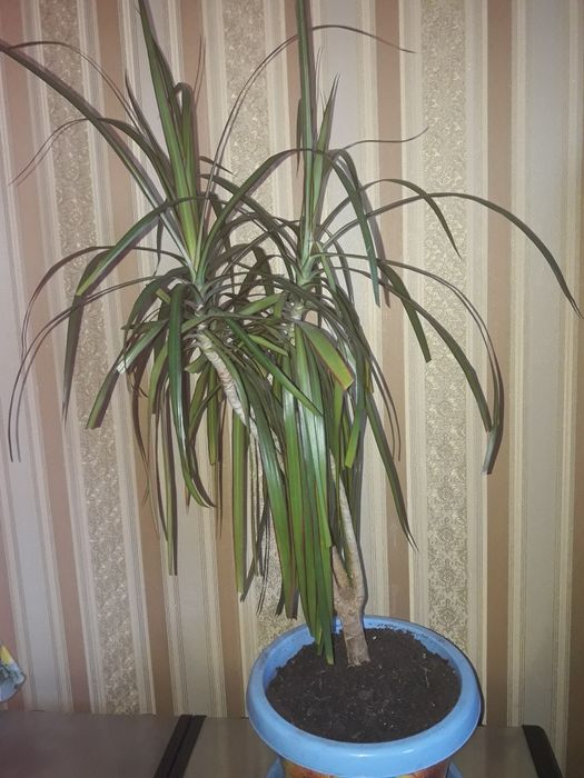 Продаю цветок красивый