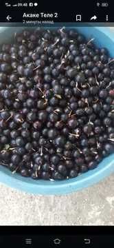 доставка смородина ягоды