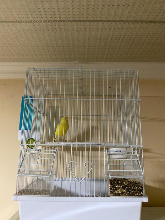 Канарейка самеч поюшая