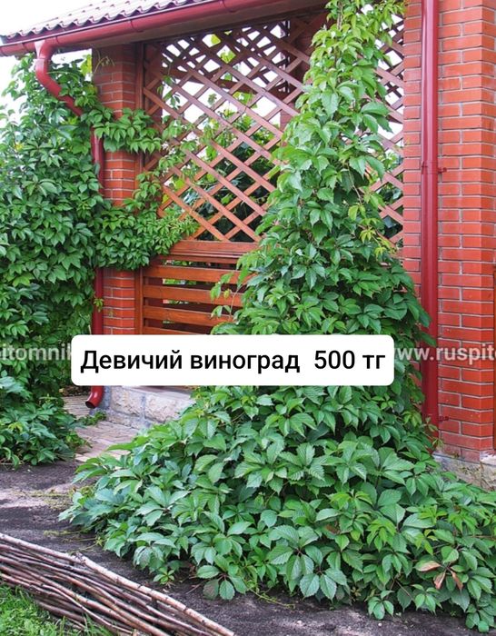 Многолетние цветы