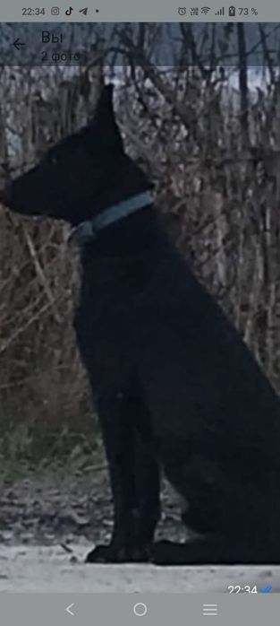 Продам щенка бельгийской овчарки