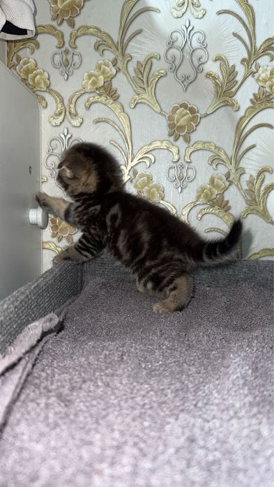 Породистые котята