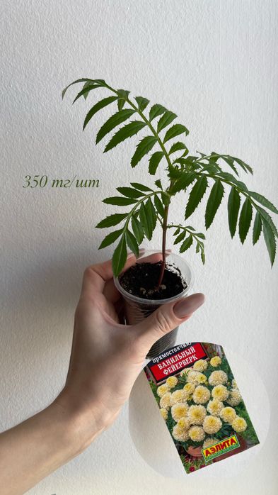 Рассада Бархатцы Ваниль