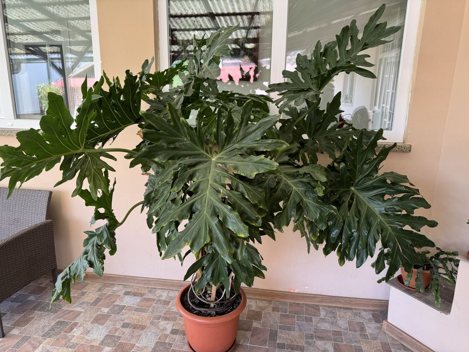 Vand floare Philodendron