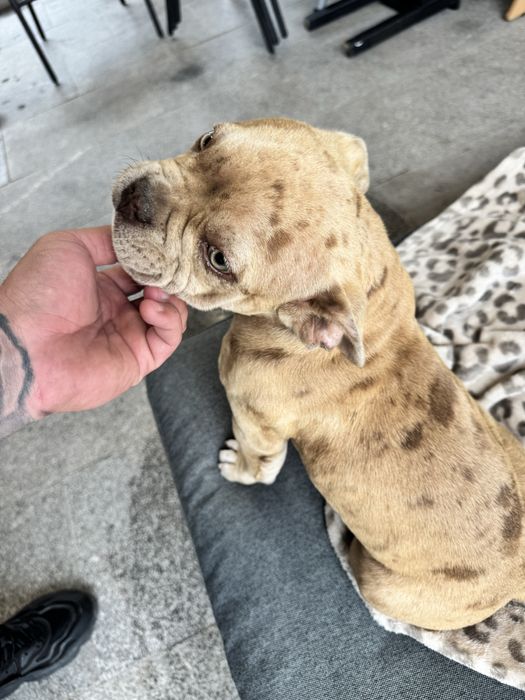 Pui femela American Bully Pocket