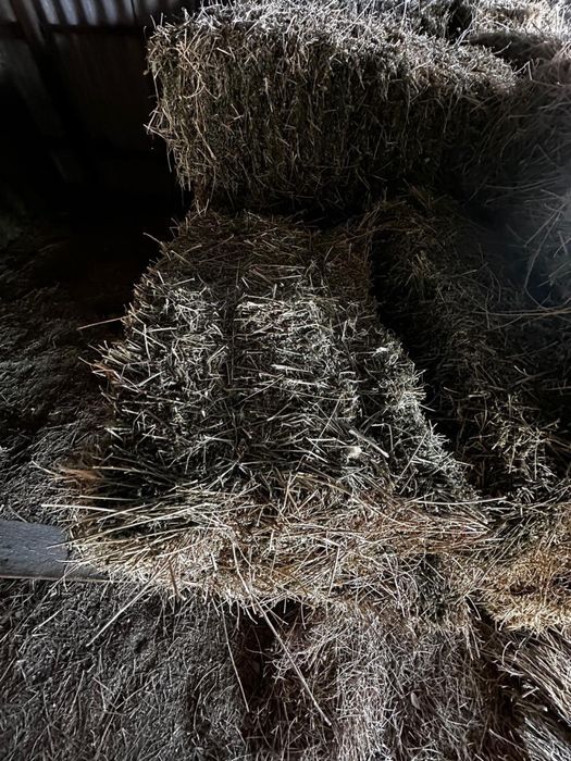 Сено Люцерна первый кос