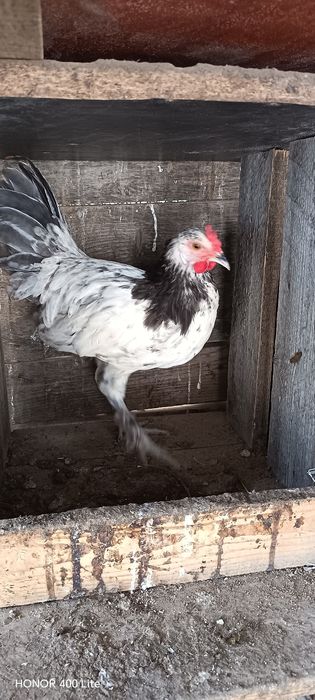 Australorp albastru