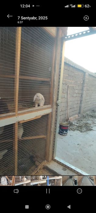 Quyon  para sotiladi erkak va urg‘ochi