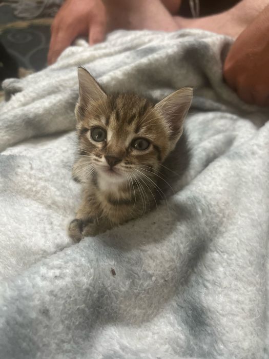 Котенок 1,5 месяца