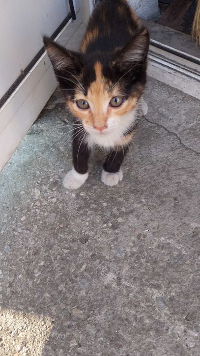 Подарявам котета