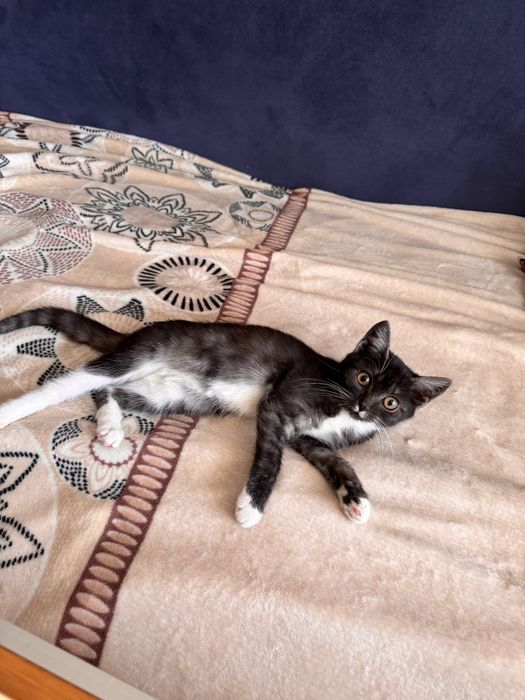 Котята в добрые руки (3-4 мес, девочки)