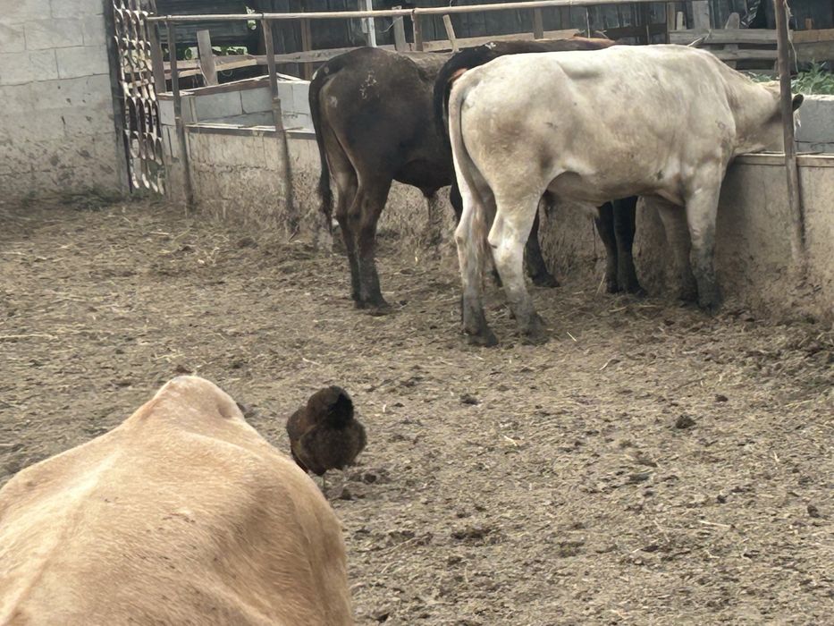 Продам откормленых бычков молодняк