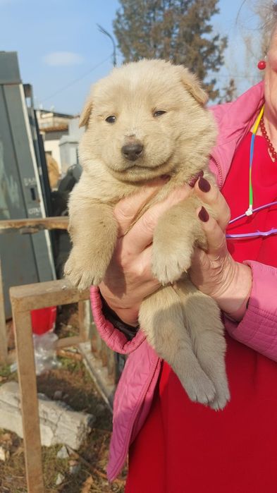 Щенки в добрые руки