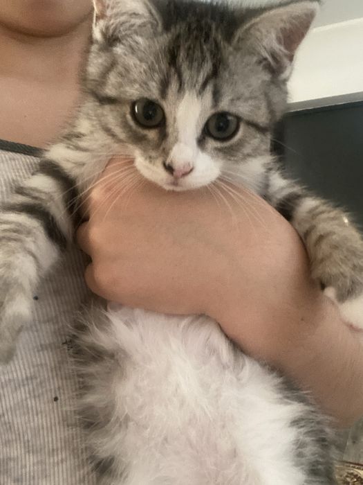 Отдам котенка бесплатно