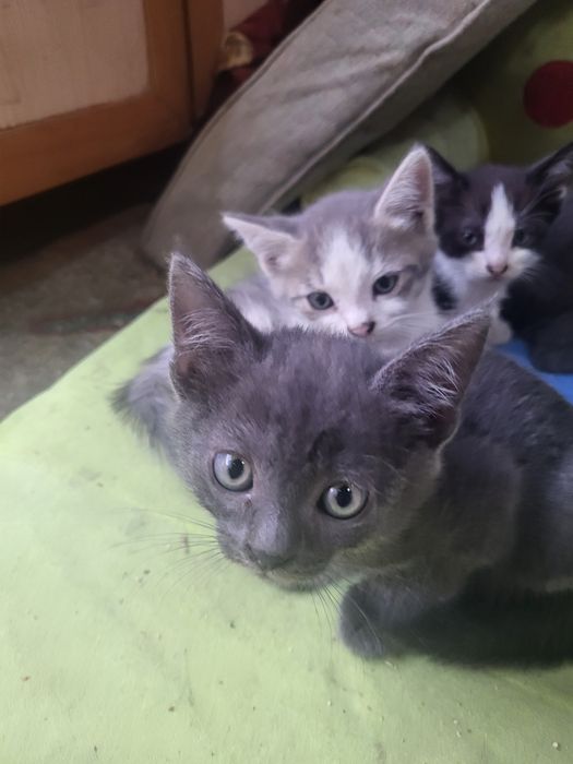 Отдам котят в добрые руки