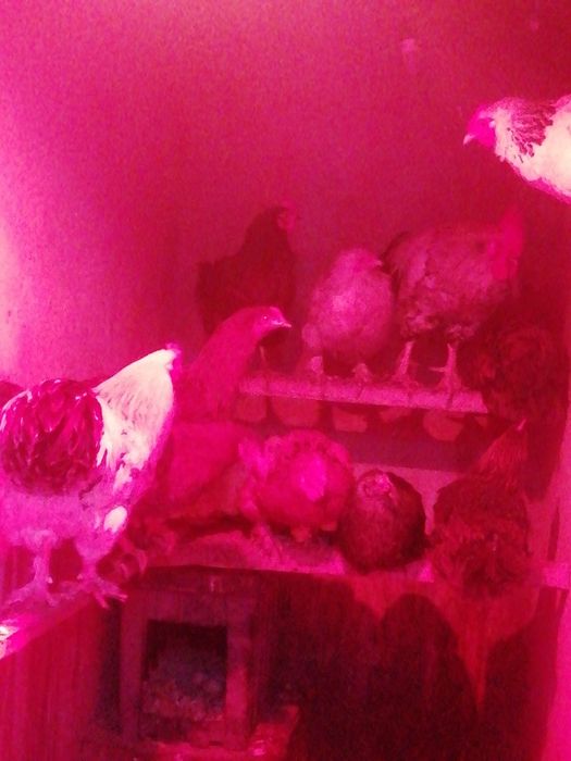 Продам домашних петухов