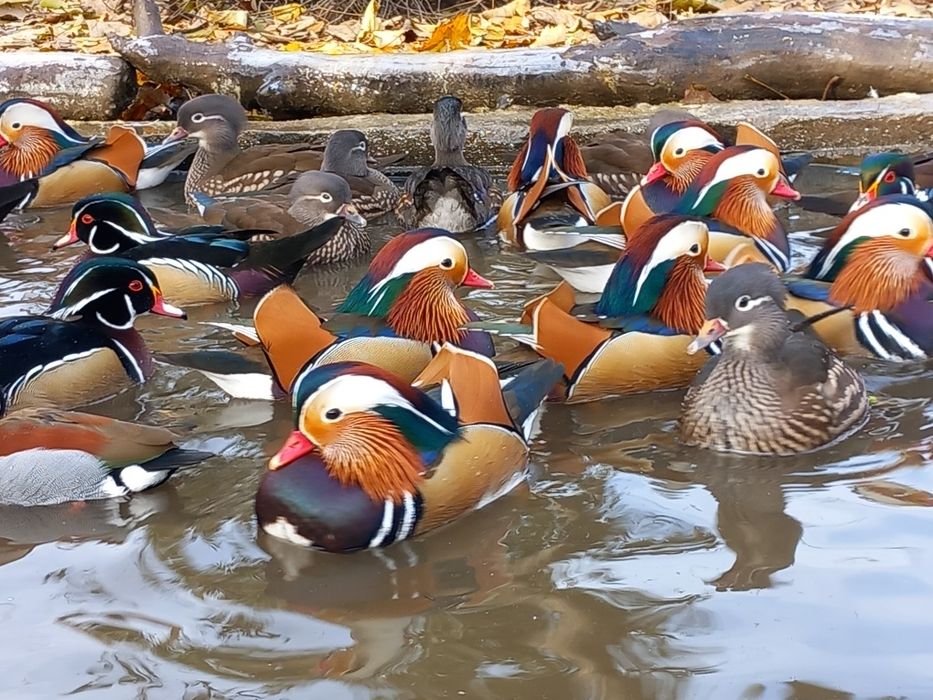 Rate Mandarin de vanzare