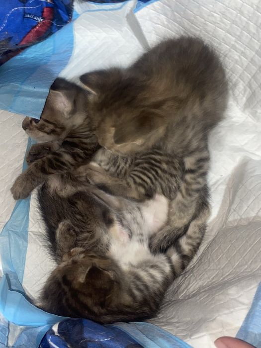 отдам котят бесплатно