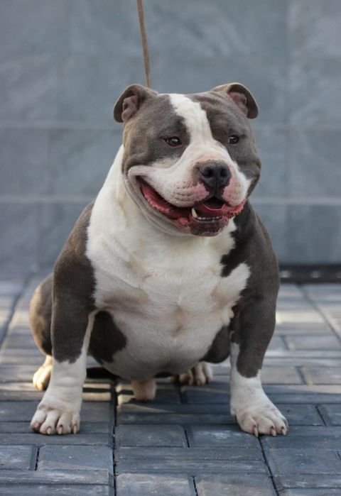 Mascul American Bully, BIGDOGS Romania kennel