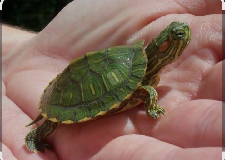 Аквариумная черепаха!!!