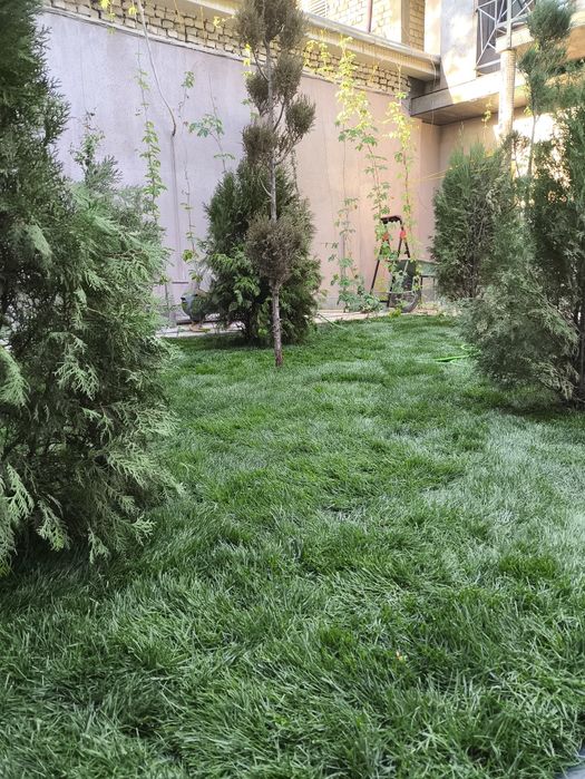 Газон екиш  таййор ва уруґдан