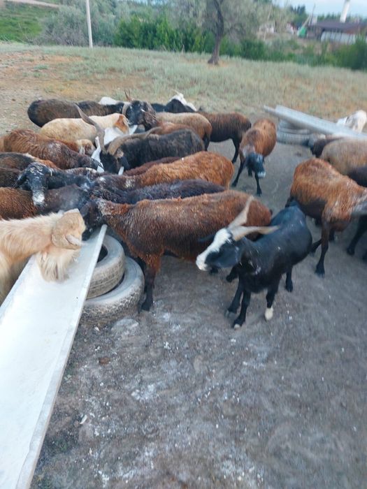 Продам баранов и овец