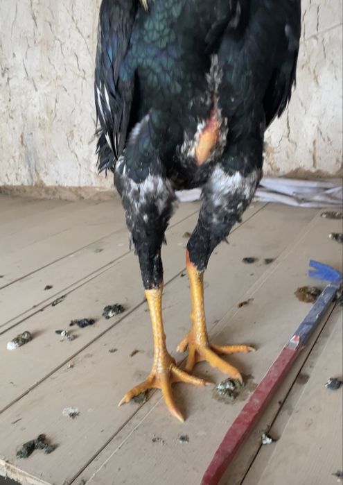 Юнски қораз сатлады