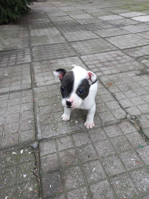 Френски Джак  ръсел