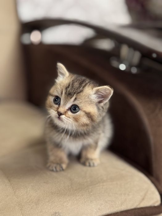 Продается золотая шиншила