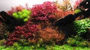 guppy, xifo, plante, accesori, acvariu