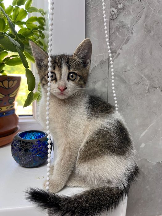 Котята в заботливые руки