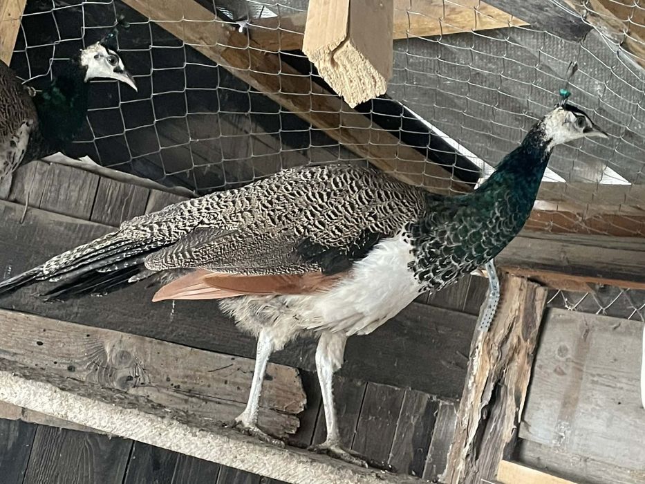 Pauni masculi de 1 an