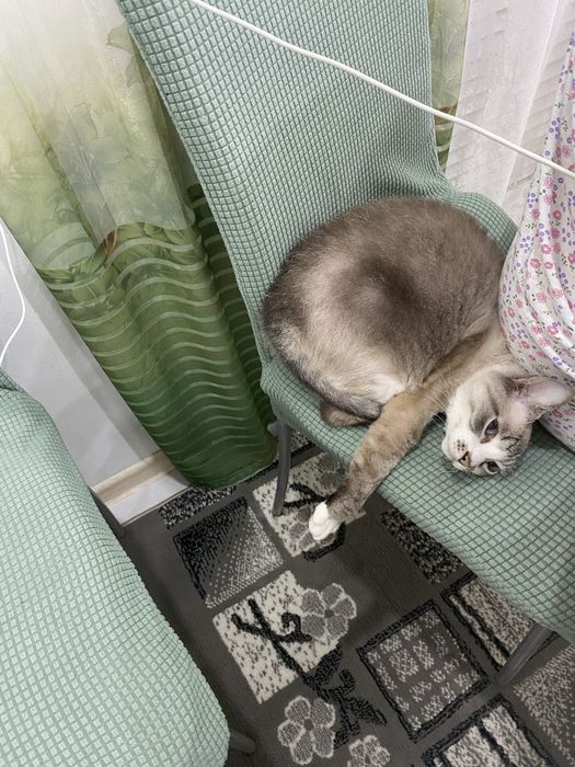 Кошка стирлизованая