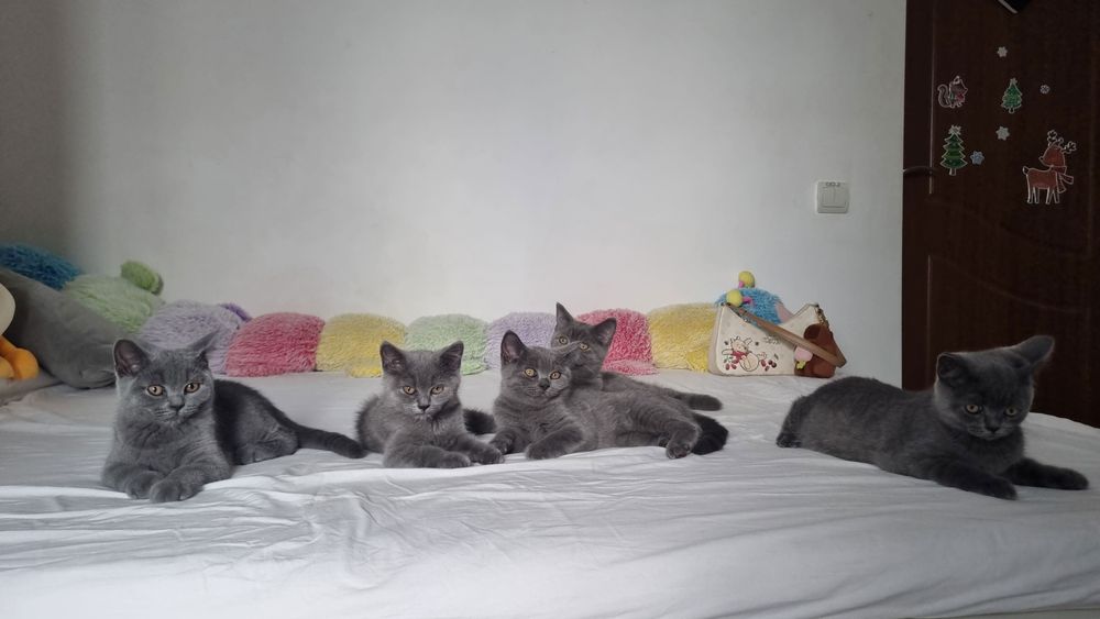 Puiuți de pisică