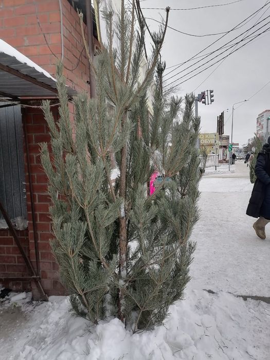 Елки новогодние пышные