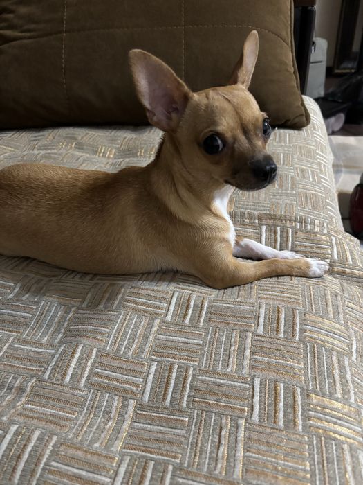 Чихуахуа 11,5 месяцев! Девочка.