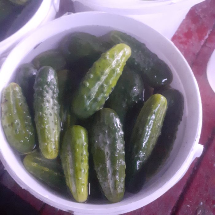 Продам домашние огурцы