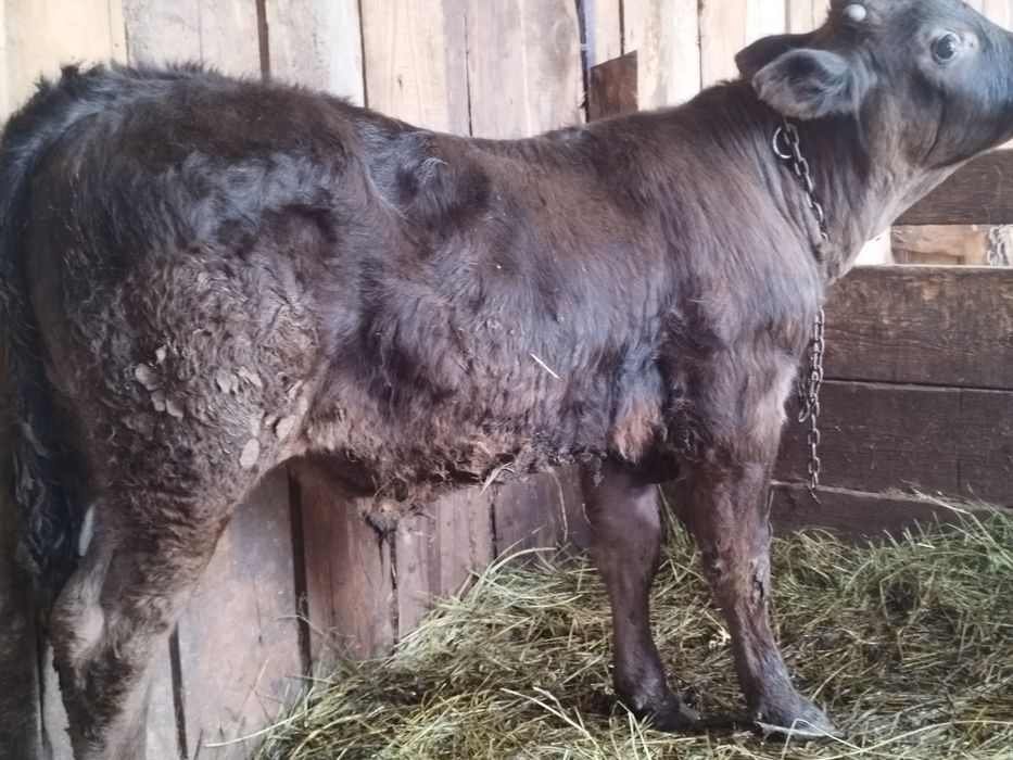 Vând 2 viței înțărcați un angus și un bălțat românesc două tăuraș de trei luni