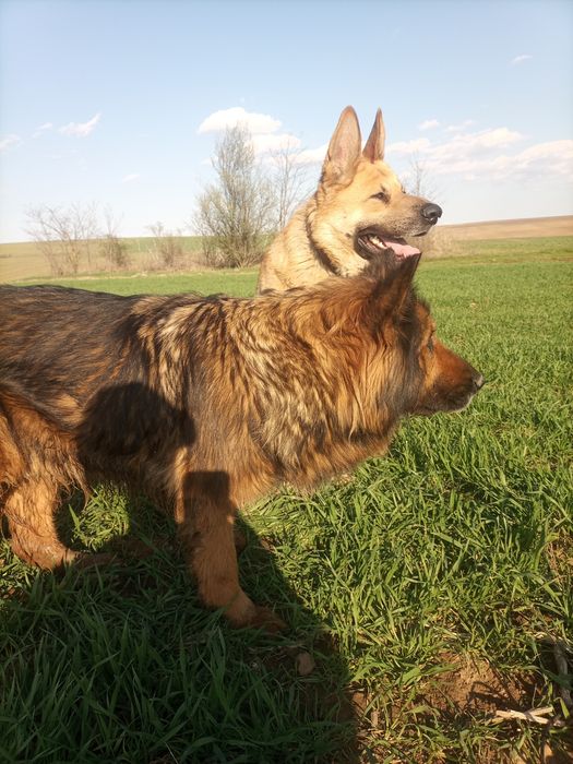 Cățeluși Ciobanesc german