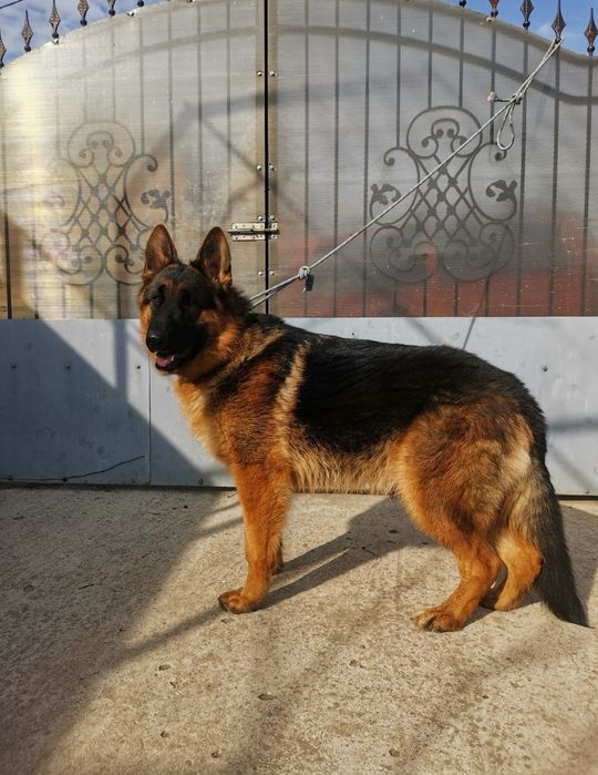 Pui ciobănesc german