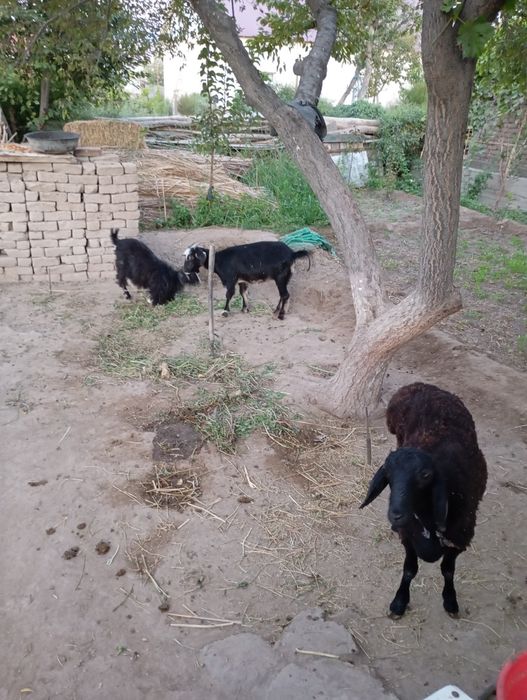 Qoy ilaqli eshki satiladi uyde bagip otirmiz jaqsi bagilgan kelisimli.