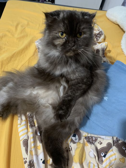 СРОЧНО! кошка в добрые руки