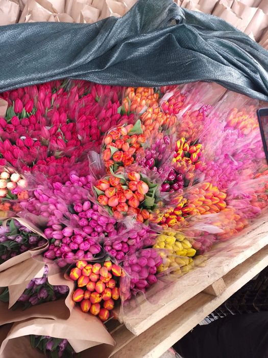 Тюльпаны отборные крупные