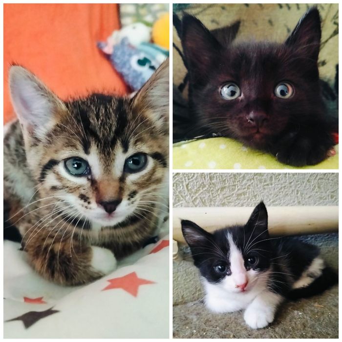 Отдам котят в хорошие руки
