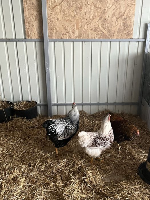 Wyandotte disponibile